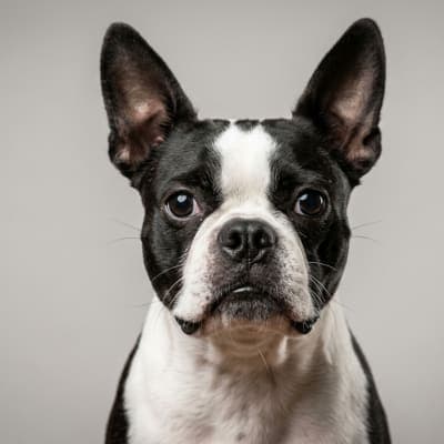 Boston Terrier for sale