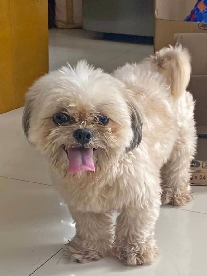 Shih Tzu Pure Breed for Sale