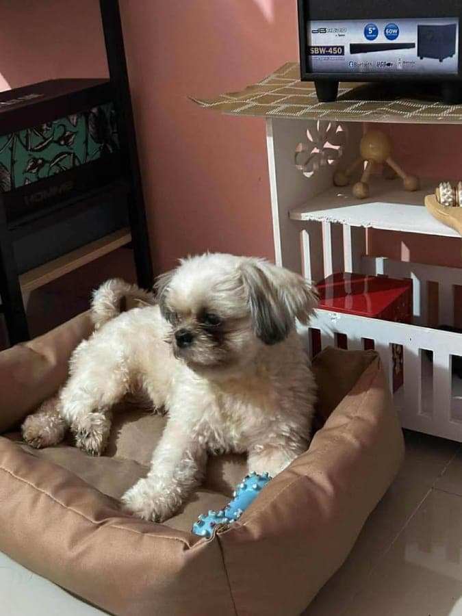 Shih Tzu Pure Breed for Sale photo 2
