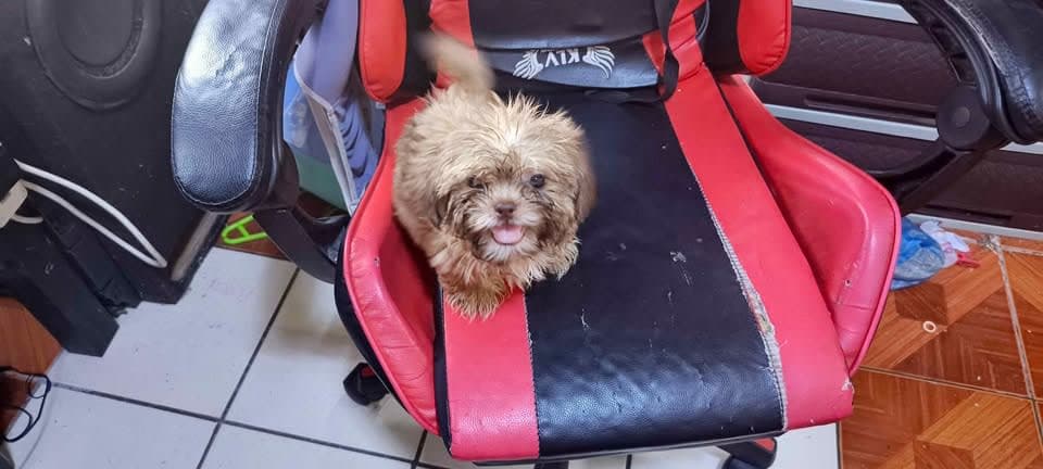 Shih tzu for Sale photo 2