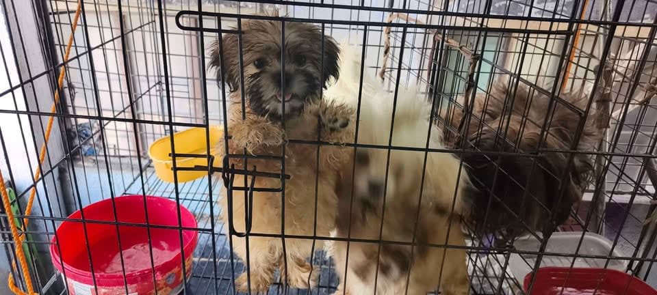 Shih tzu for Sale photo 3