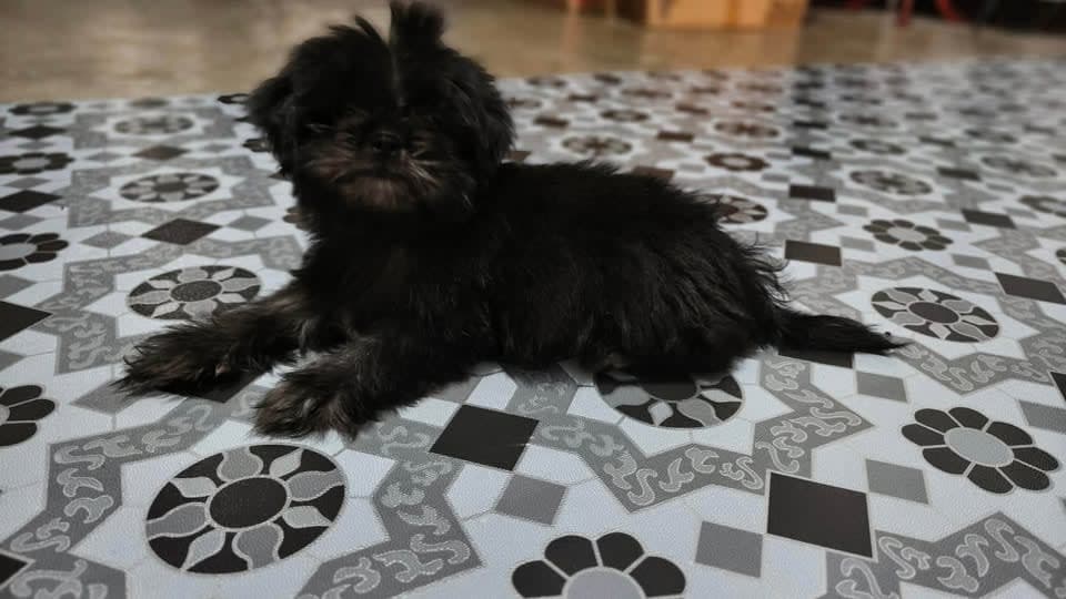 Pure Shih Tzu photo 2