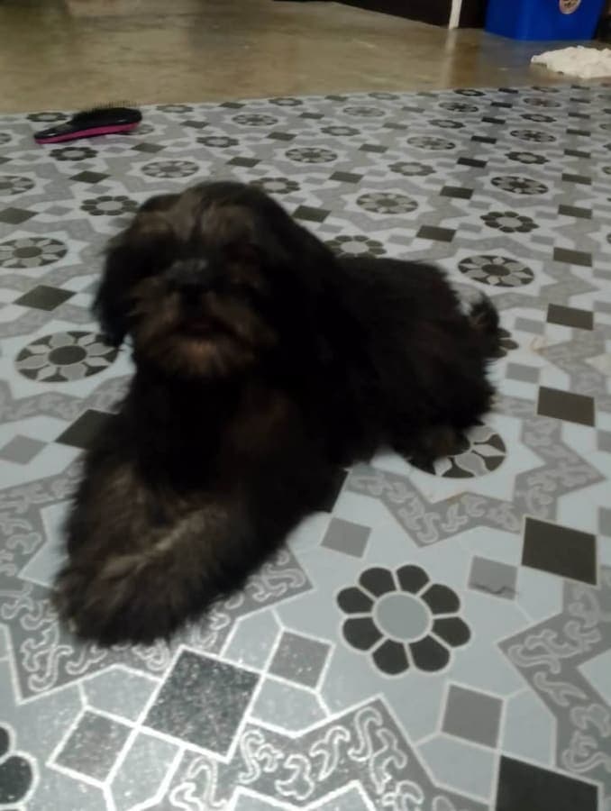 Pure Shih Tzu photo 3