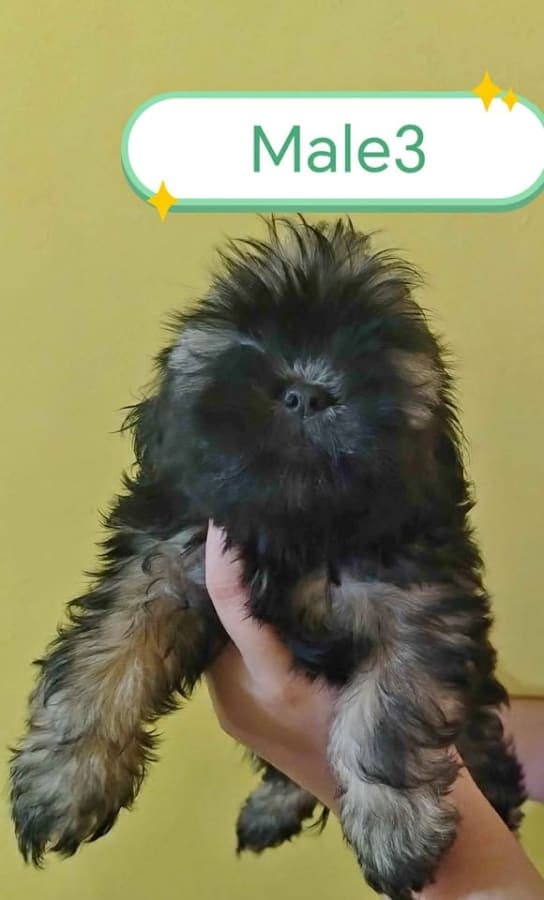 Shih tzu for sale