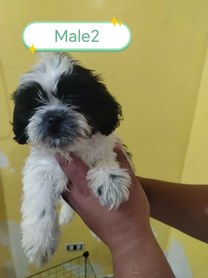 Shih tzu for sale photo 2