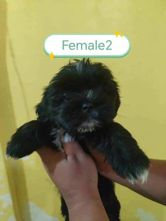 Shih tzu for sale photo 3