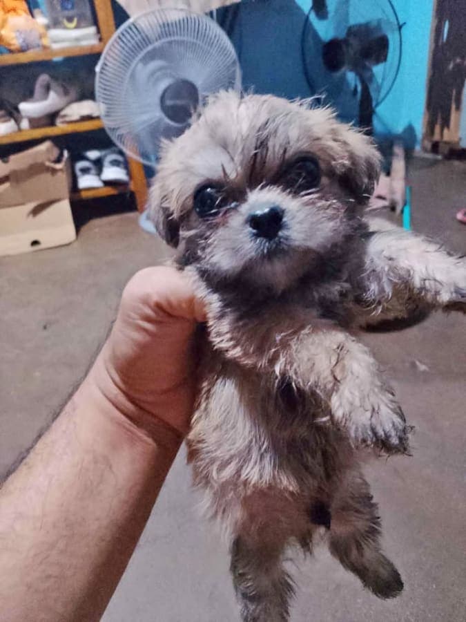 Shih tzu for Sale