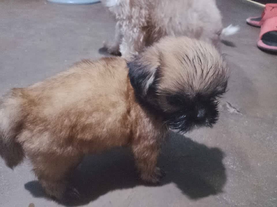 Shih tzu for Sale photo 2