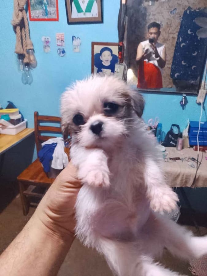 Shih tzu for Sale photo 3