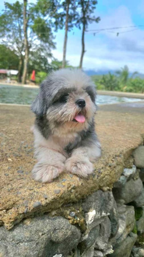 shi tzu. for Sale