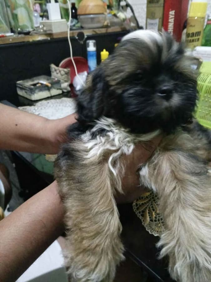 For sale zhihtsu photo 2