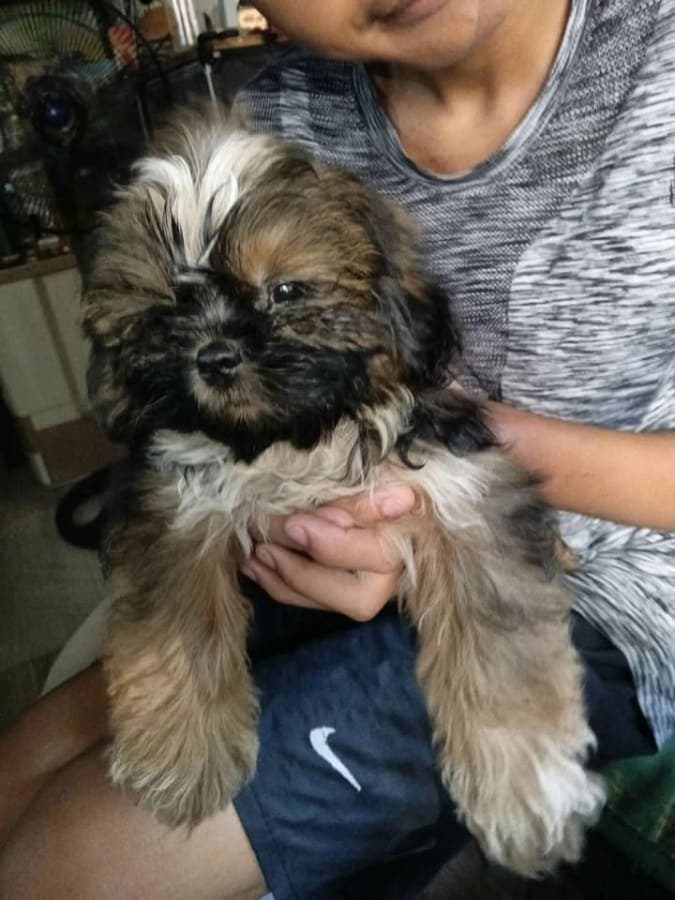 For sale zhihtsu photo 3