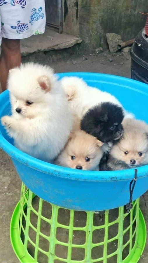 Pomeranian