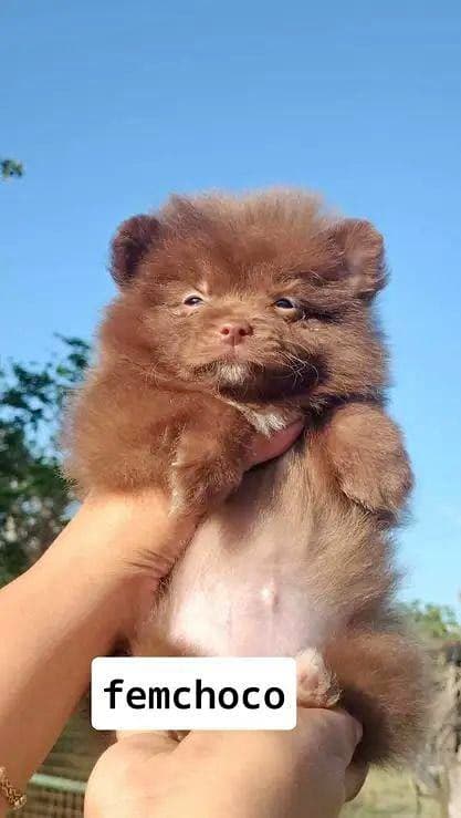 Pomeranian