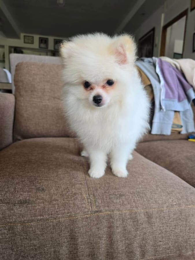 Male pomeranian
White DOB dec.03,2025
With PCCI papers
And 3 deworming 3 vaccine 5&1 photo 2