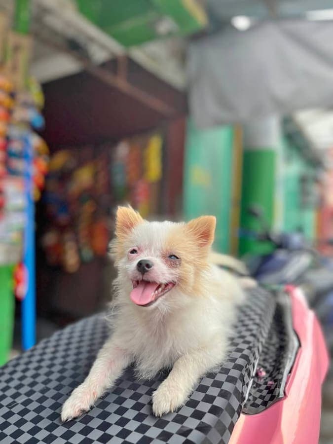 Pomeranian/ Shih tzu