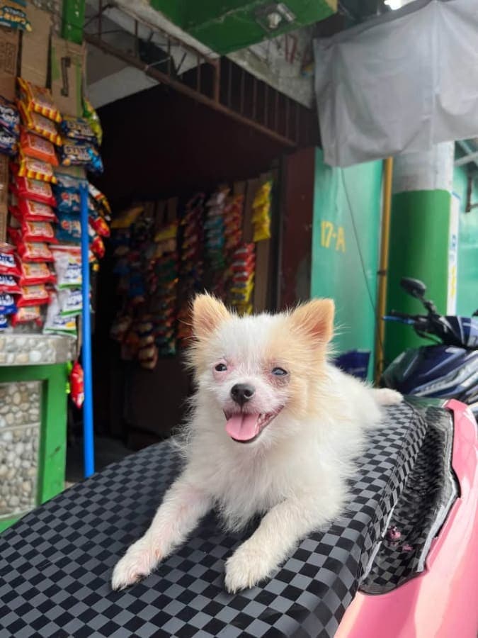 Pomeranian/ Shih tzu photo 3