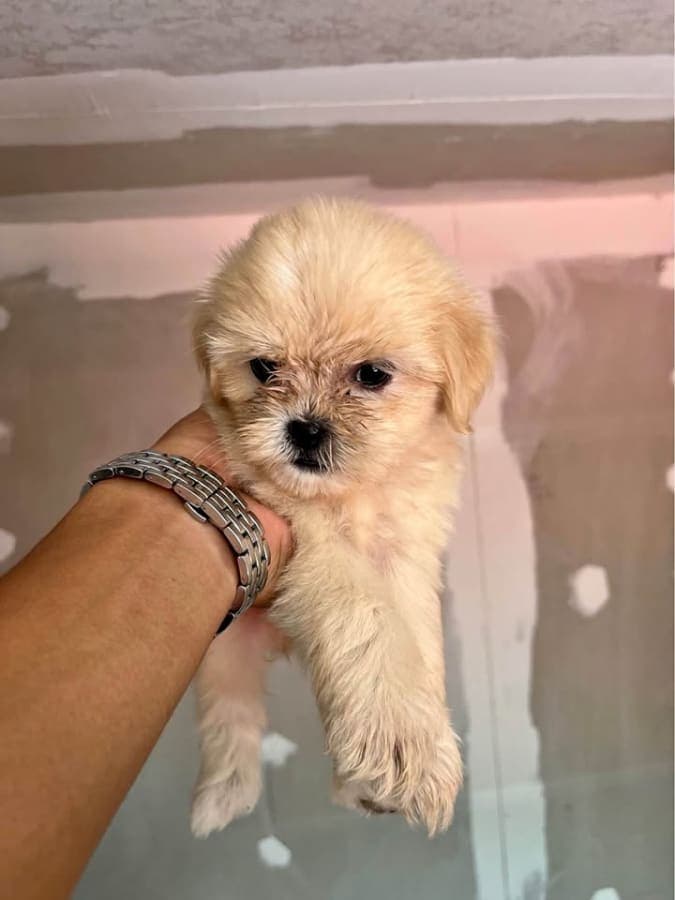 FEMALE SHIH TZU