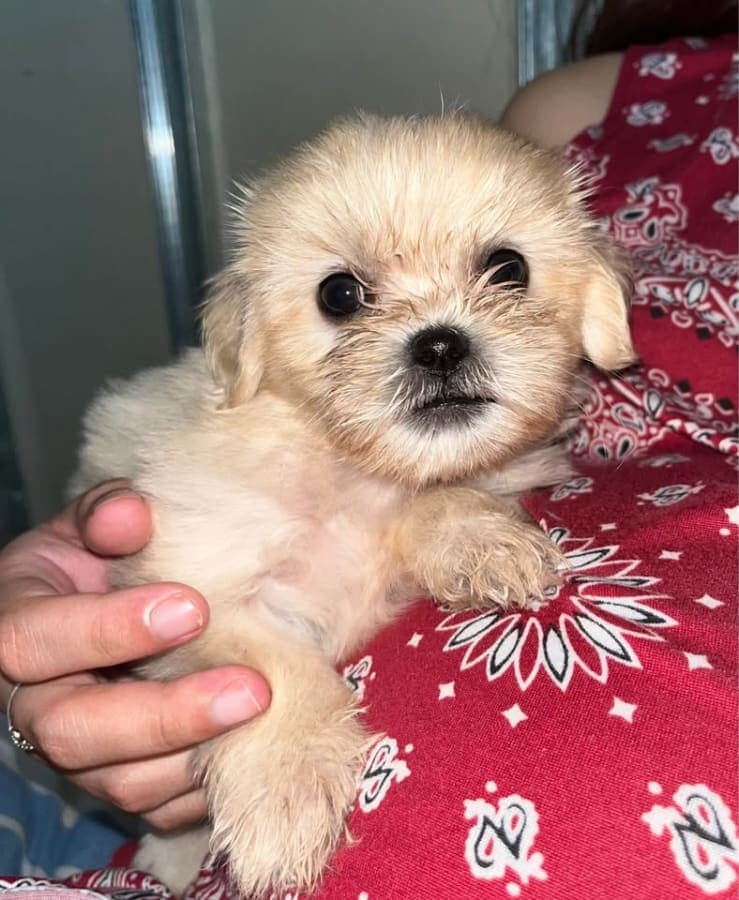 FEMALE SHIH TZU photo 2