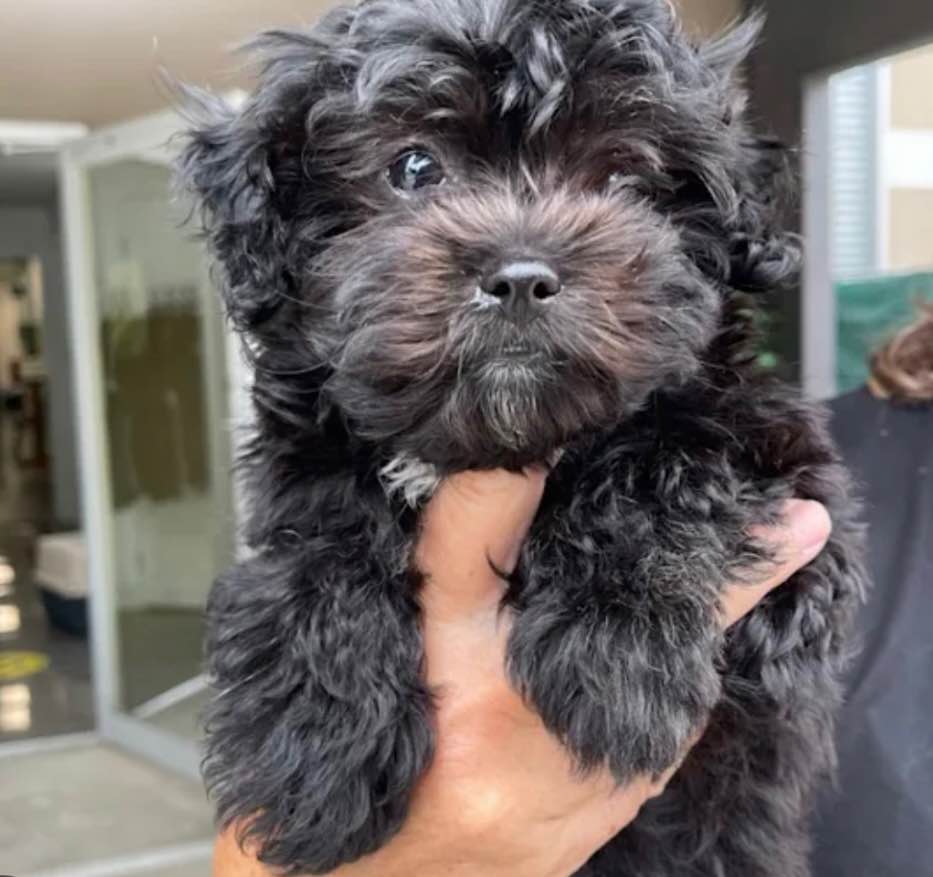 shih tzu for Sale photo 2