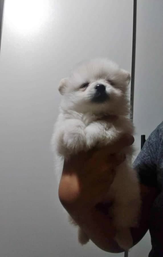pomeranian