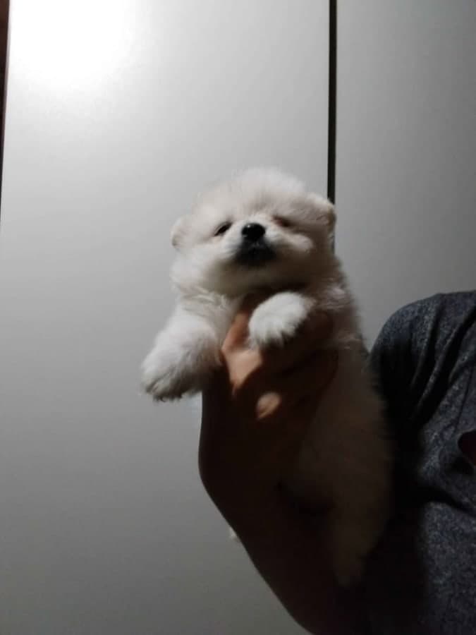 pomeranian photo 2
