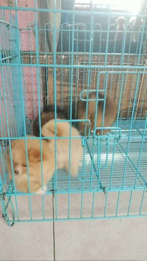 Cute poms for Sale photo 3