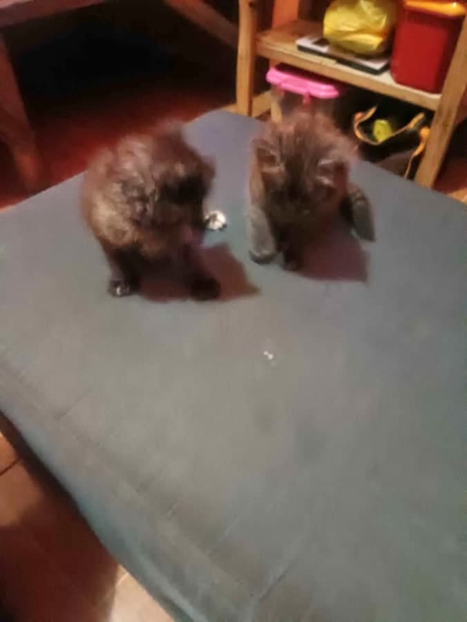 Babae at lalake Pomeranian for Sale