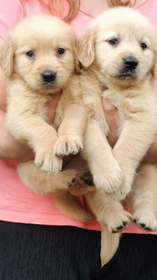 goldenretriever photo 2