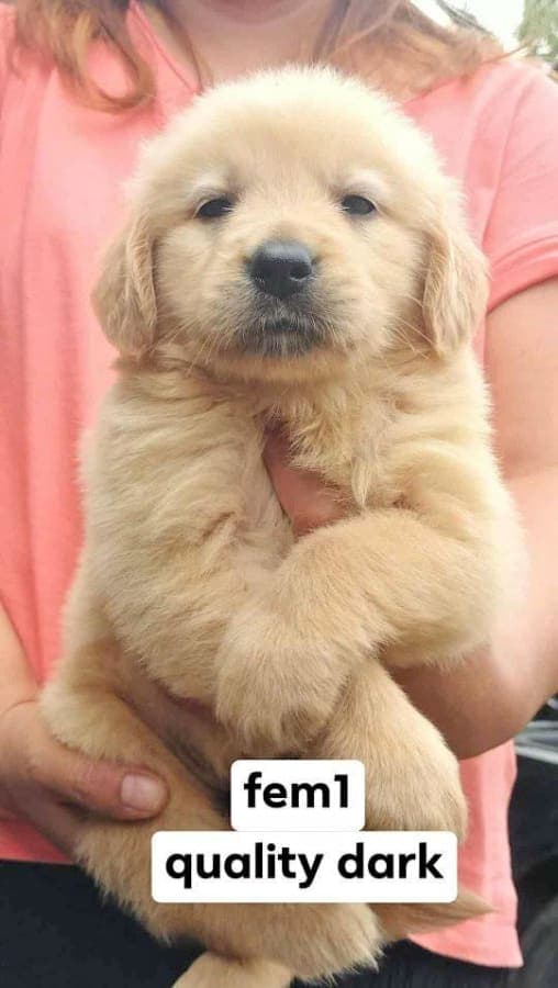Goldenretriever.