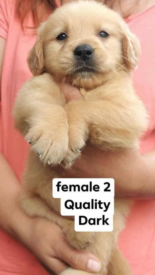 Goldenretriever. photo 2