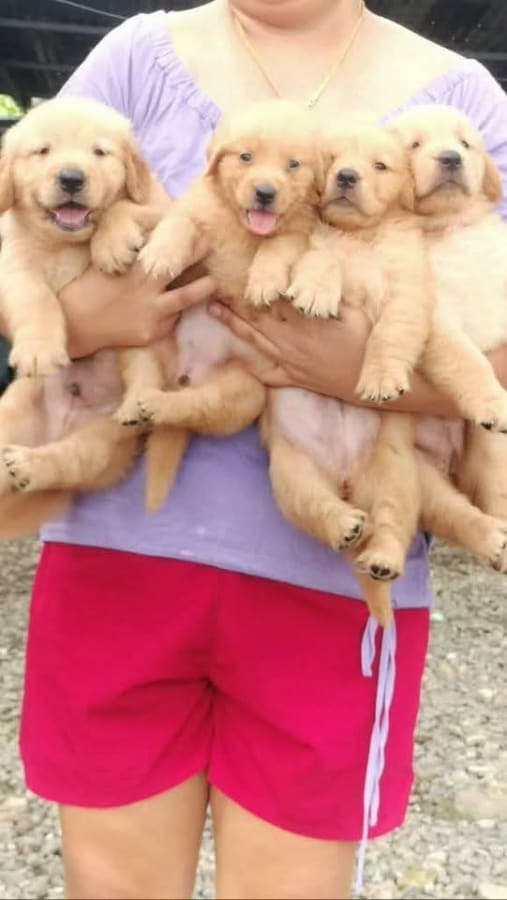 Goldenretiever photo 2