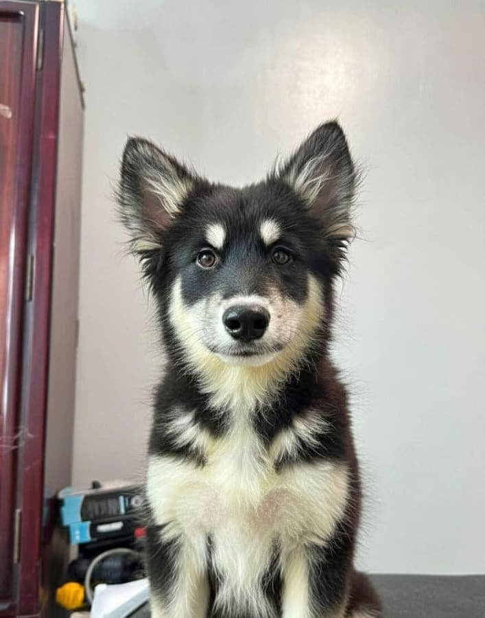 Aquoti x husky