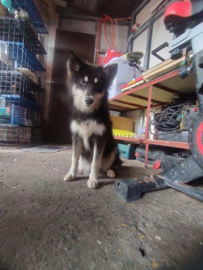 Aquoti x husky photo 3