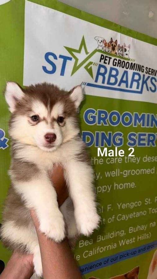 Siberian Husky photo 3