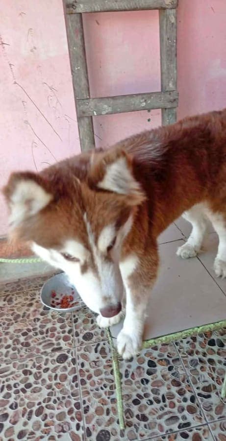 Husky looking dor stud or for sale
