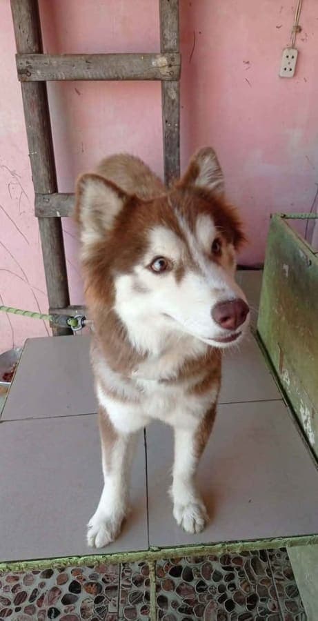 Husky looking dor stud or for sale photo 2
