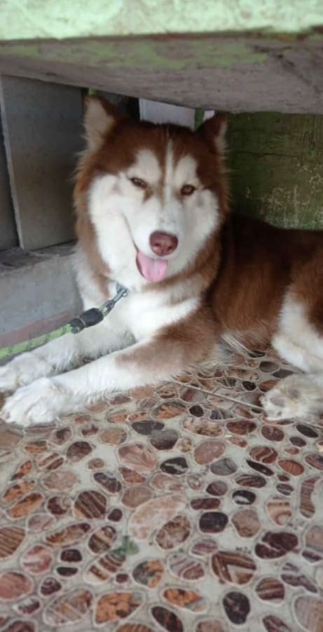 Husky looking dor stud or for sale photo 3