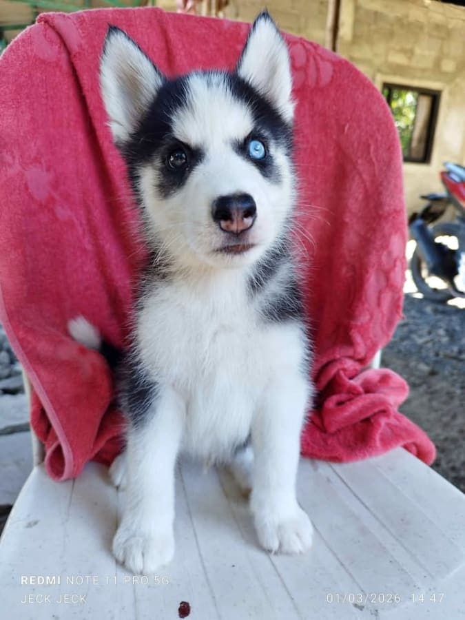 SIBERIAN HUSKY FOR SALE