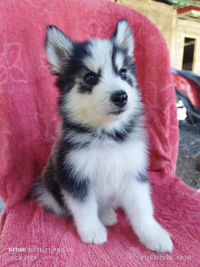 SIBERIAN HUSKY FOR SALE photo 2