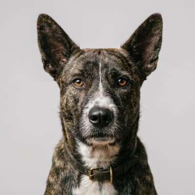 Asong Gubat for sale