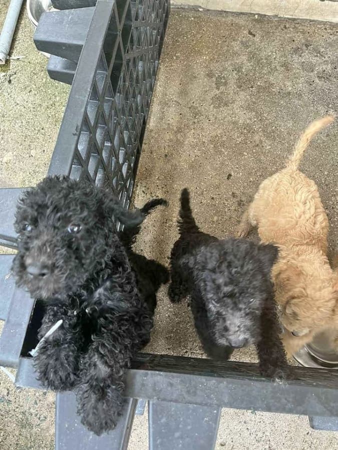 Pure GIAN POODLE FOR SALE