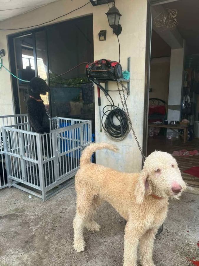 Pure GIAN POODLE FOR SALE photo 2