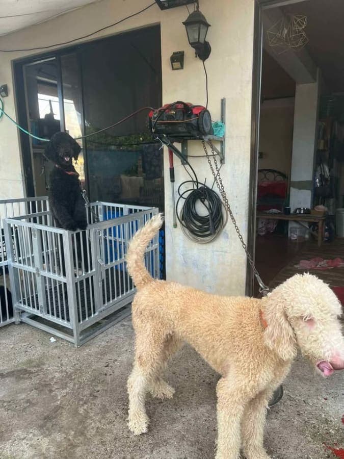 Pure GIAN POODLE FOR SALE photo 3