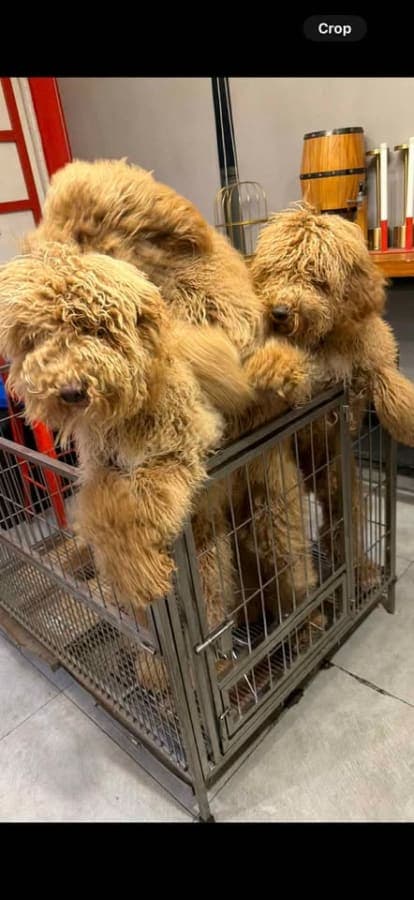 Giant poodle photo 2