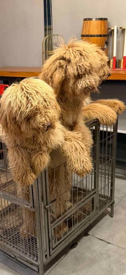 Giant poodle photo 3