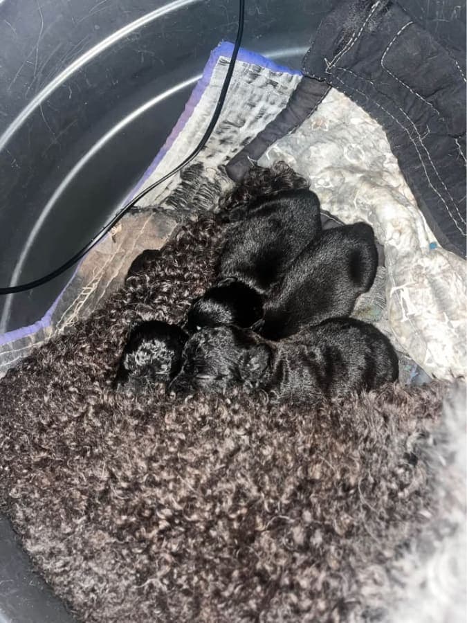 mixed breed, chihuahua x poodle photo 2