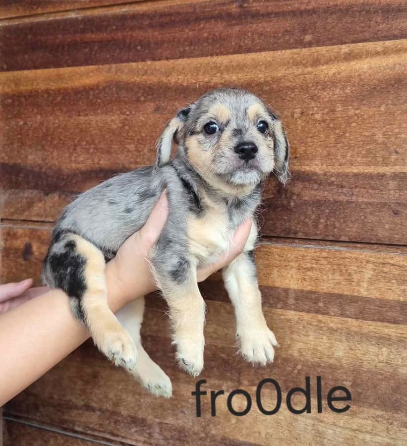 Merl3 fr00dle puppies