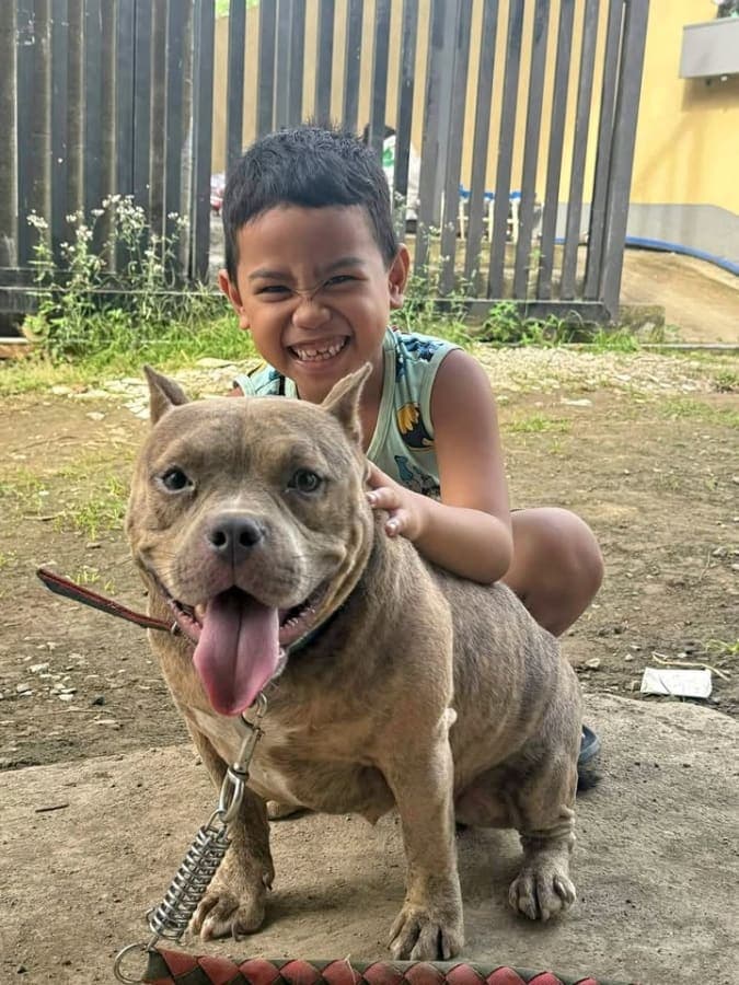 American Bully for sale