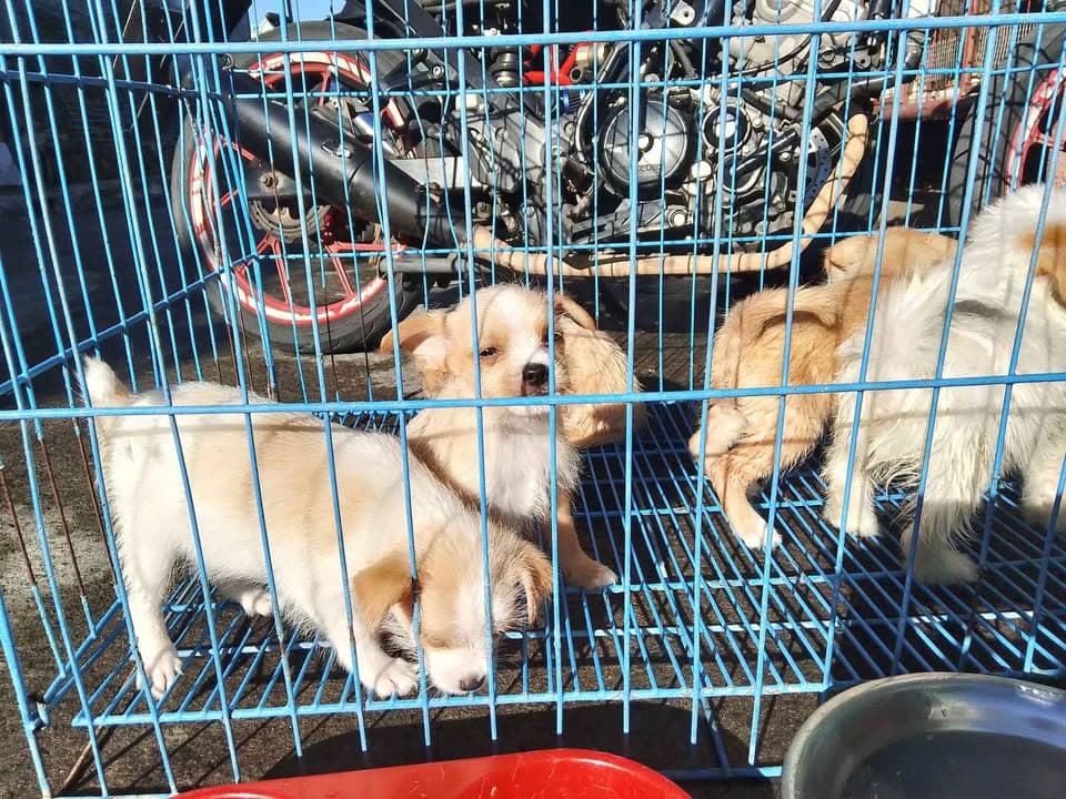 chihuahua/maltese photo 2